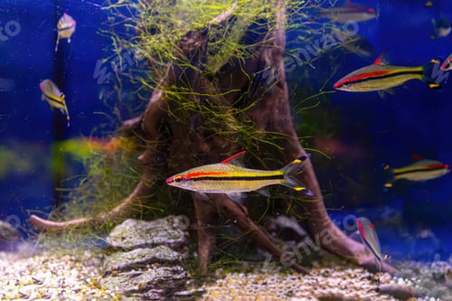 Preview: Melanotaenia Australis, Rainbowfish Swimming In Aquarium Pool With Green Seaweed