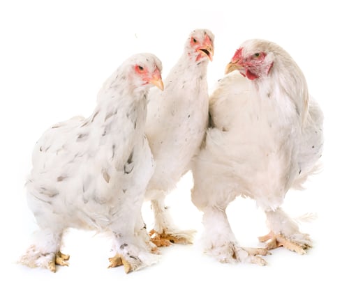 Preview: brahma chicken in studio