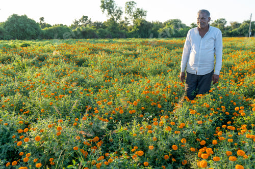 Preview: Indian farmer in marigold flower field.