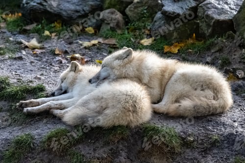 Preview: Two white wolfs sleeping
