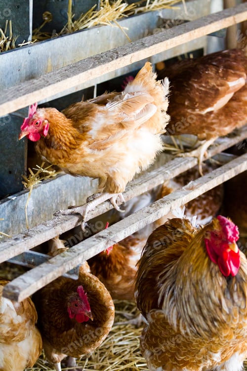 Preview: Free range chickens