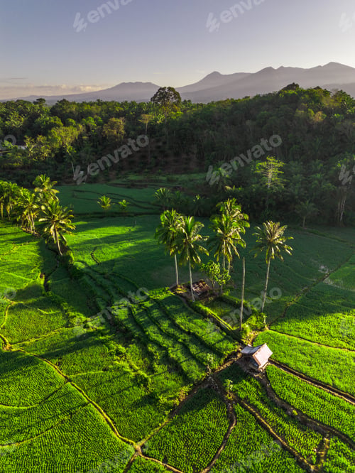 Preview: Beautiful morning view indonesia panorama landscape paddy fields