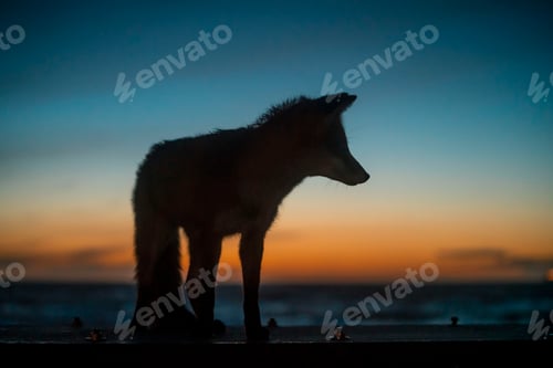 Preview: Fox on the pier in Hirtshals, Denmark.