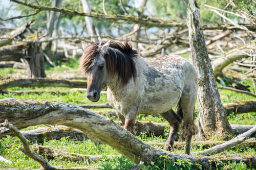 Preview: wild konink horses in dutch landscape