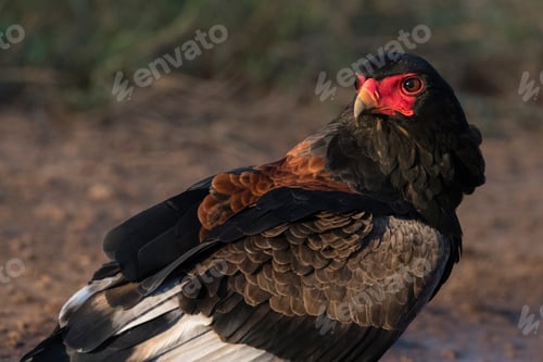 Preview: Majestic bird of prey surveying its surroundings at dusk