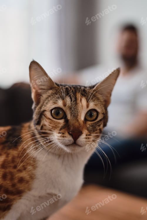 Preview: White and ginger color cat