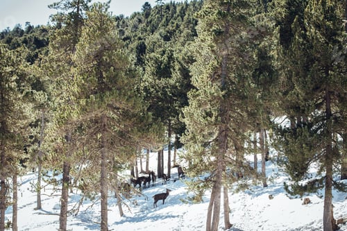 Preview: Noble deers near trees between snow