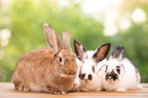 Preview: Pet portrait of brown cute rabbit sitting on green grass with blurry nature background