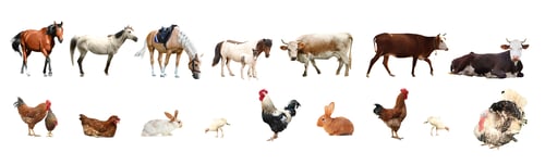 Preview: Collage of different farm animals on white background. Banner design