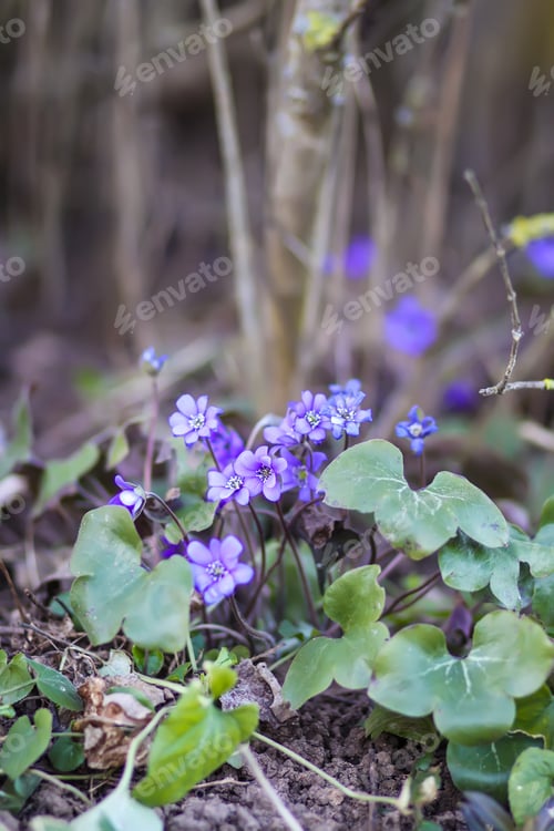 Preview: Hepatica purple spring flowers in a forest.
