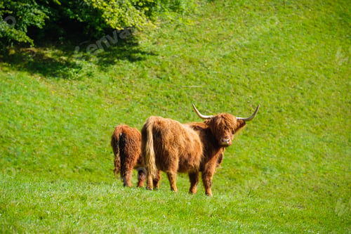 Preview: Woolly cows and bulls in the meadow. Agriculture in Switzerland. Domestic animals in the pasture.