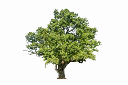 Preview: old tree isolated