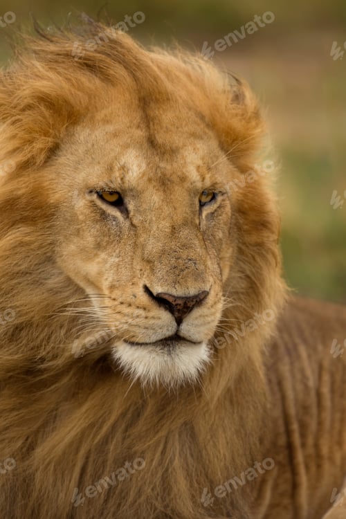 Preview: Close-up of Lion, Serengeti National Park, Serengeti, Tanzania, Africa