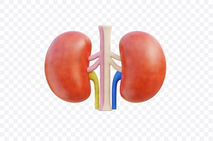 Preview: Human Kidney Anatomy