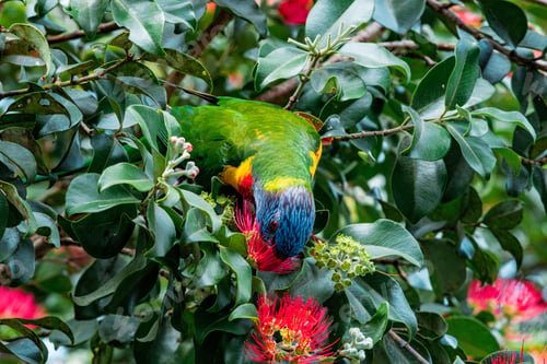 Preview: Closeup of a bird called Rainbow Lorikeet eating pollen from a flower