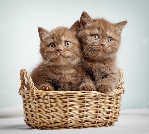 Preview: Two brown british shorthair kittens
