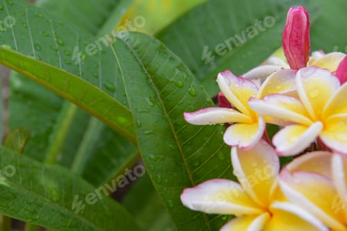 Preview: Beautiful blooming plumeria.