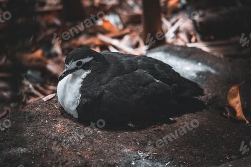 Preview: View of the small shearwaters bird resting on the rock