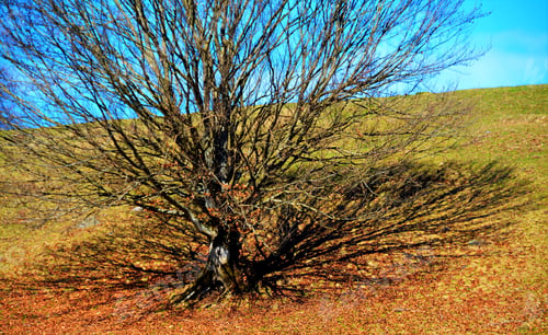Preview: Mesmerizing shot of a single tree under a blue sky