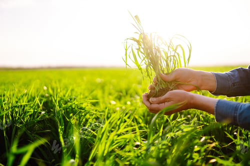 Preview: Young Green wheat seedlings in the hands of a farmer. Checking wheat field progress.
