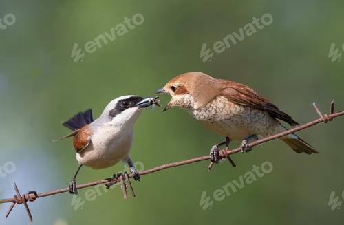 Vista previa: Red-backed shrike, Lanius collurio. The male feeds the female, a mating ritual