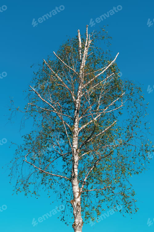 Preview: White birch tree with branch topping