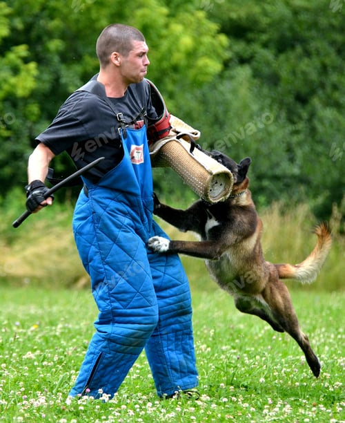 Man in Protective Gear Working with Alert Dog