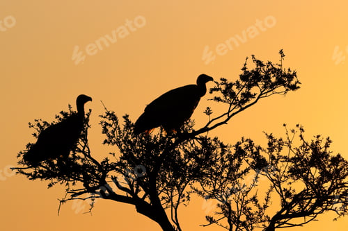 Preview: White-backed vultures silhouetted against orange sky