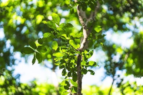 Preview: Blurred green nature bokeh background with bright sunlight through leaves in tropical forest