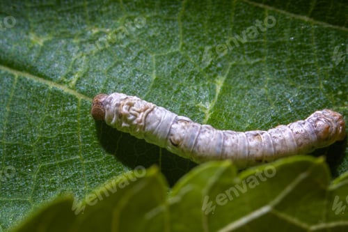 Preview: Close-up of a silkworm on a green leaf, showcasing its texture and natural environment.