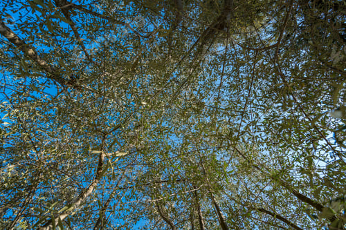 Preview: Olive tree on a bright sunny day