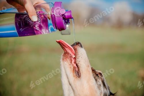 Preview: Aussie Australian shepherd drinks water from a bottle. Concept of heat, prevention of animal dehydra