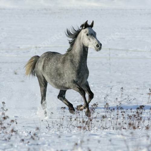 Preview: arabian, horse, mare, stallion, riding
