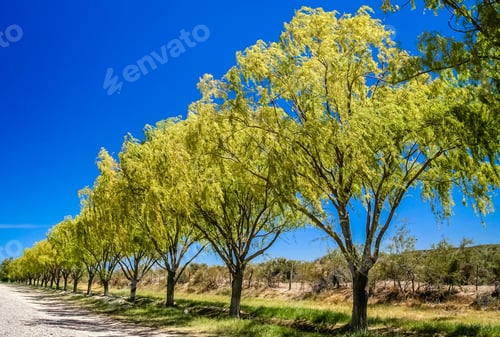 Preview: Beautiful road along the Rio Negro