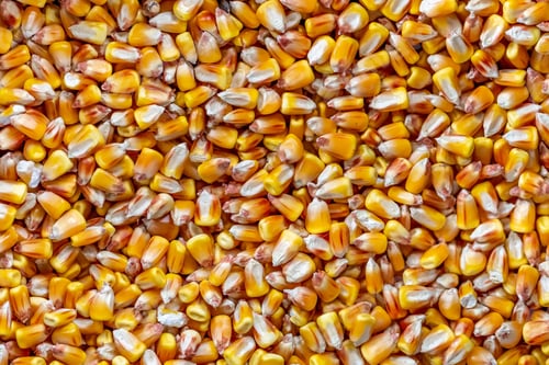 Preview: High angle closeup shot of hundreds of corn kernels piled up on each other