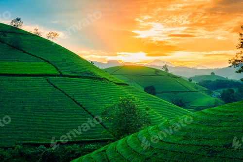 Preview: Lush green Long Coc tea plantation hill during harvest in the evening