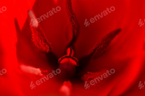 Preview: Macro of a red tulip with pollen and filaments
