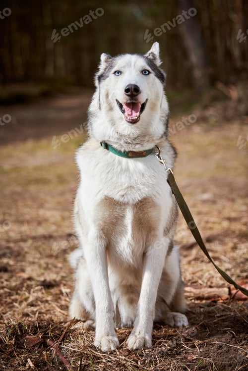 Preview: Siberian Husky dog lying on forest grass, full size resting Husky dog portrait with blue brown eyes