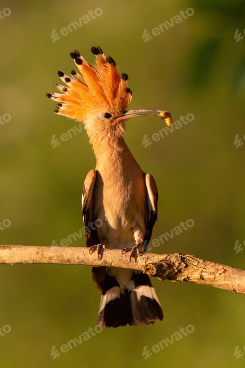 Preview: Eurasian hoopoe sitting on branch in summer at sunset