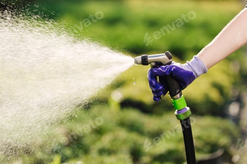 Preview: Woman's hand with garden hose watering plants, gardening concept