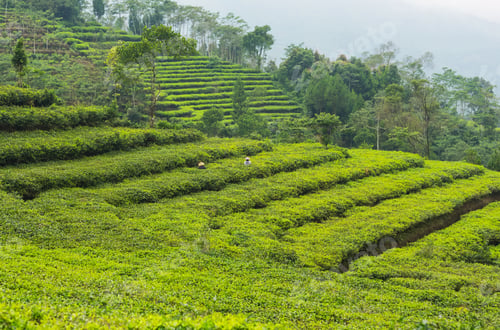 Preview: Tea plantation