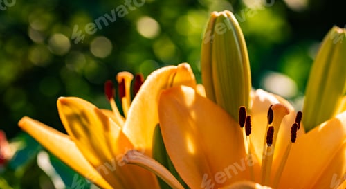 Preview: Yellow Madonna lily flower Lilium candidum with buds in nature