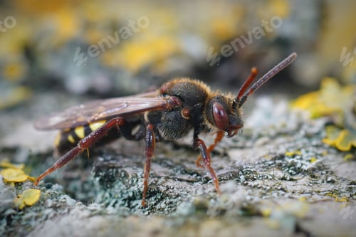 Preview: Closeup on a red colored female Early Nomad bee, Nomada leucophthalma sitting on wood