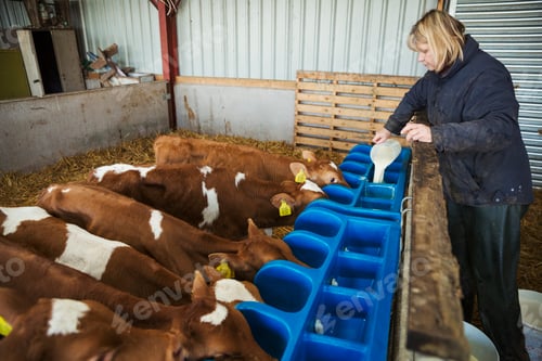 Preview: Woman standing in a stable, pouring milk into a feeder for brown and white calves.