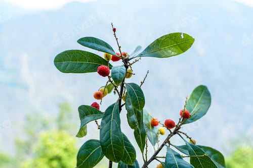Preview: Closeup view of wild fruits