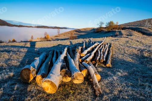 Preview: Felled trees lie on the ground in cold weather in the early morning