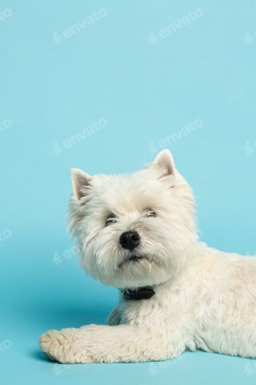 Preview: west highland white terrier laying down with his tong out, against blue background
