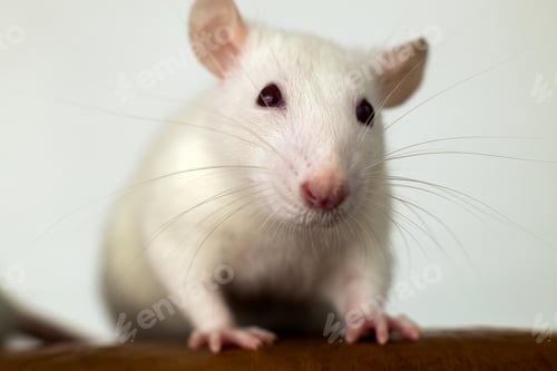 Preview: Closeup of funny white domestic rat with long whiskers