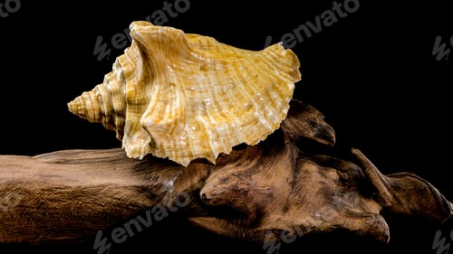 Preview: Golden Strombus Shell on driftwood black background