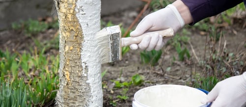 Preview: a male farmer covers a tree trunk with protective white paint against pests.